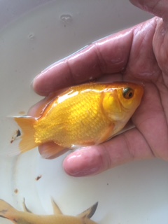 玉黄金 キラキラ