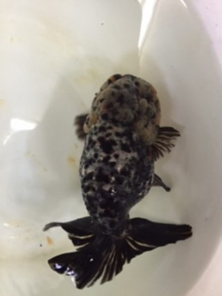 五色江戸錦 親魚 志村氏