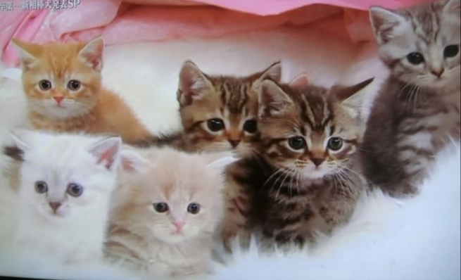 シンガプーラ☆ベンガル☆マンチカンキャテリー