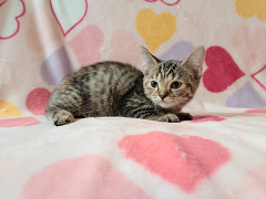 シンガプーラページ シンガプーラ - ディスワン・ペッツワン